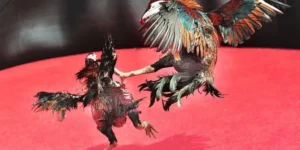 Bí Quyết Cách Chơi Đá Gà Sabong Tại V9Bet Thắng Lớn