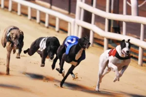 Bật Mí Cách Chơi Đua Chó V9Bet Chắc Thắng Từ Chuyên Gia