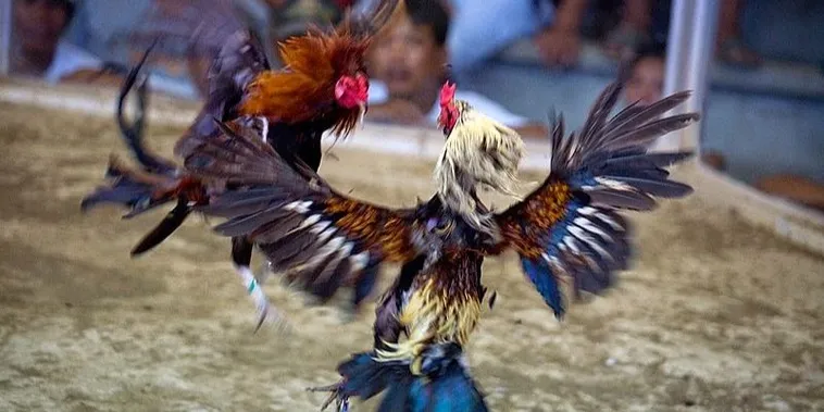 Bí Quyết Cách Chơi Đá Gà Sabong Tại V9Bet Thắng Lớn 2 Bí Quyết Cách Chơi Đá Gà Sabong Tại V9Bet Thắng Lớn